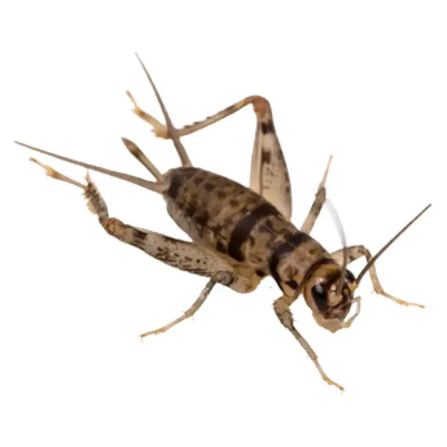 Live Banded Crickets — 1/2" (1000ct)