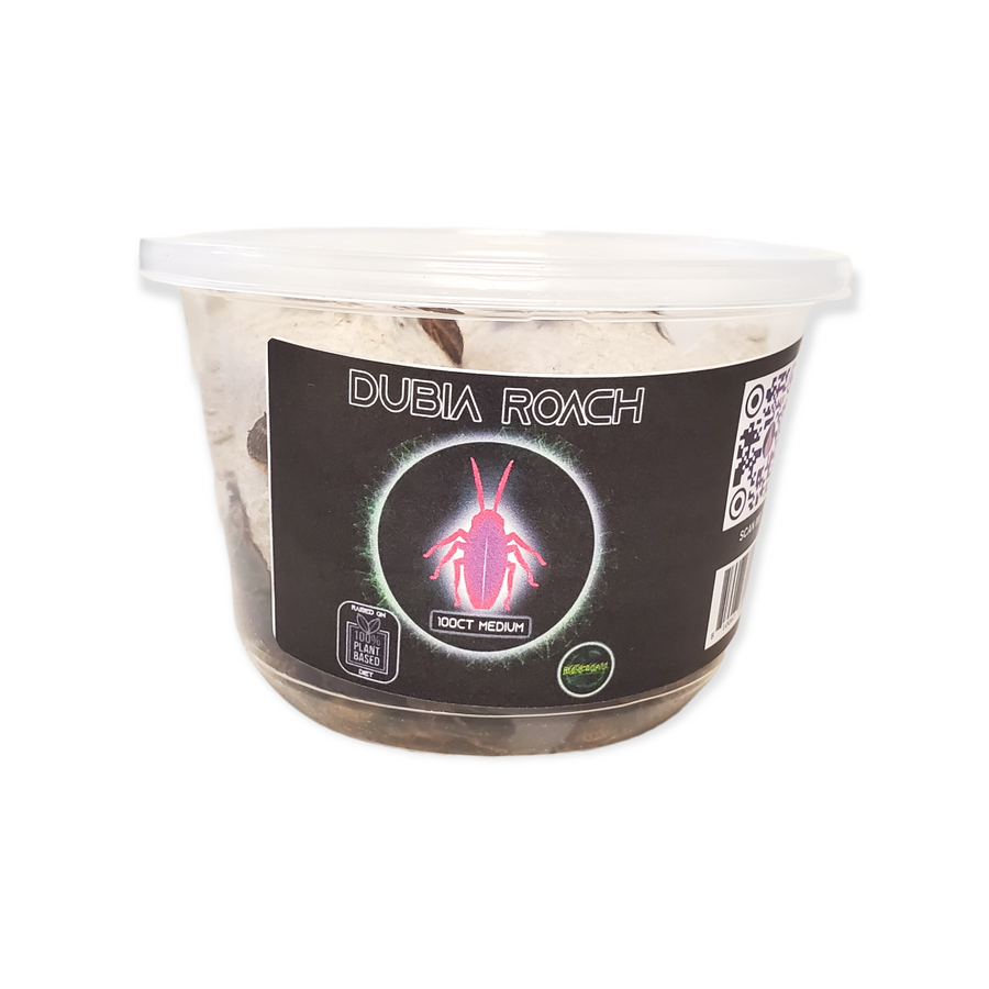 Dubia Roaches — Medium (100ct cup)