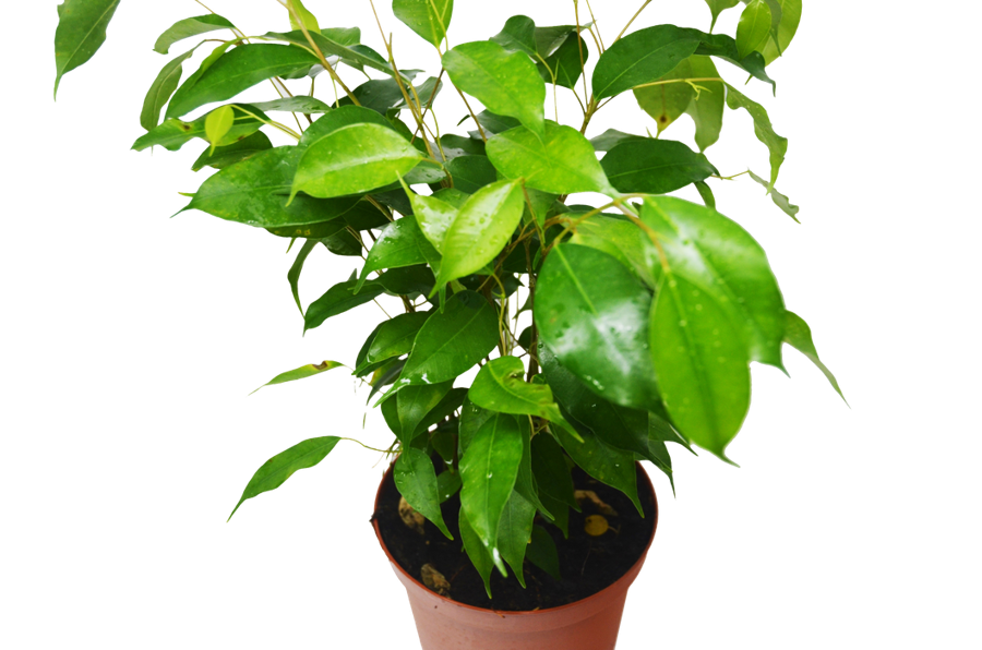 Live Ficus benjamina
